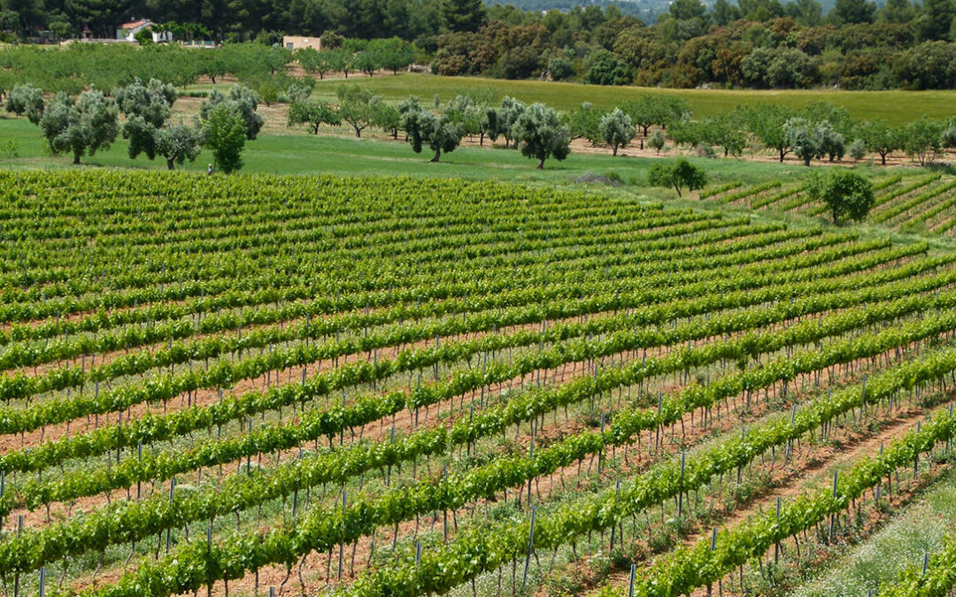 Los vinos Amprius Lagar y su bodega ya son ecológicos y avanzan en una producción cada vez más sostenible