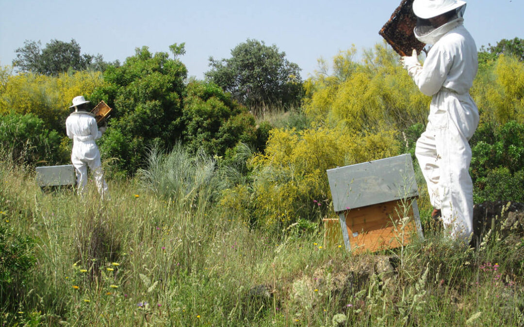 El sector apícola se moviliza el 6 de noviembre para mostrar su hartazgo y reclamar que no se modifique la Ley de Ganadería