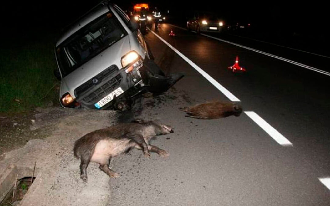 El otro problema de la fauna silvestre: Provoca un accidente de tráfico cada hora especialmente en las zonas rurales