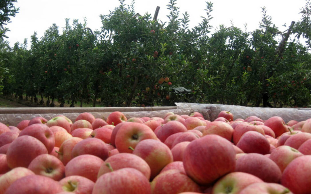 La corta cosecha y el mayor consumo por el Covid provoca que el stock de manzanas y peras de Cataluña es el más bajo en años