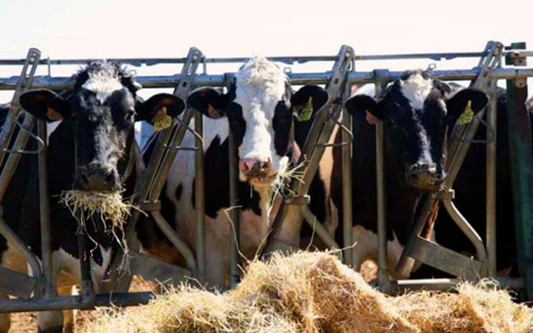 Los ingenieros agrónomos reivindican sus competencias en bienestar animal en el ámbito de las explotaciones ganaderas