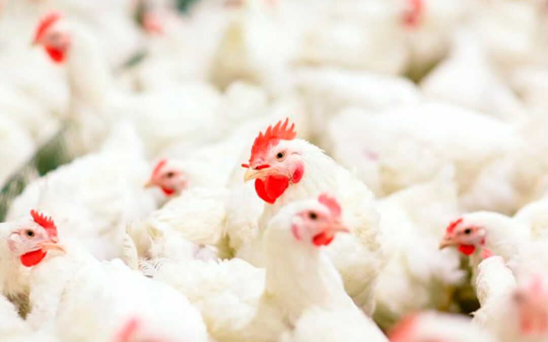 Tras la peste porcina, ahora la amenaza de la gripe aviar se cierne sobre la UE tras varios casos en los Países Bajos