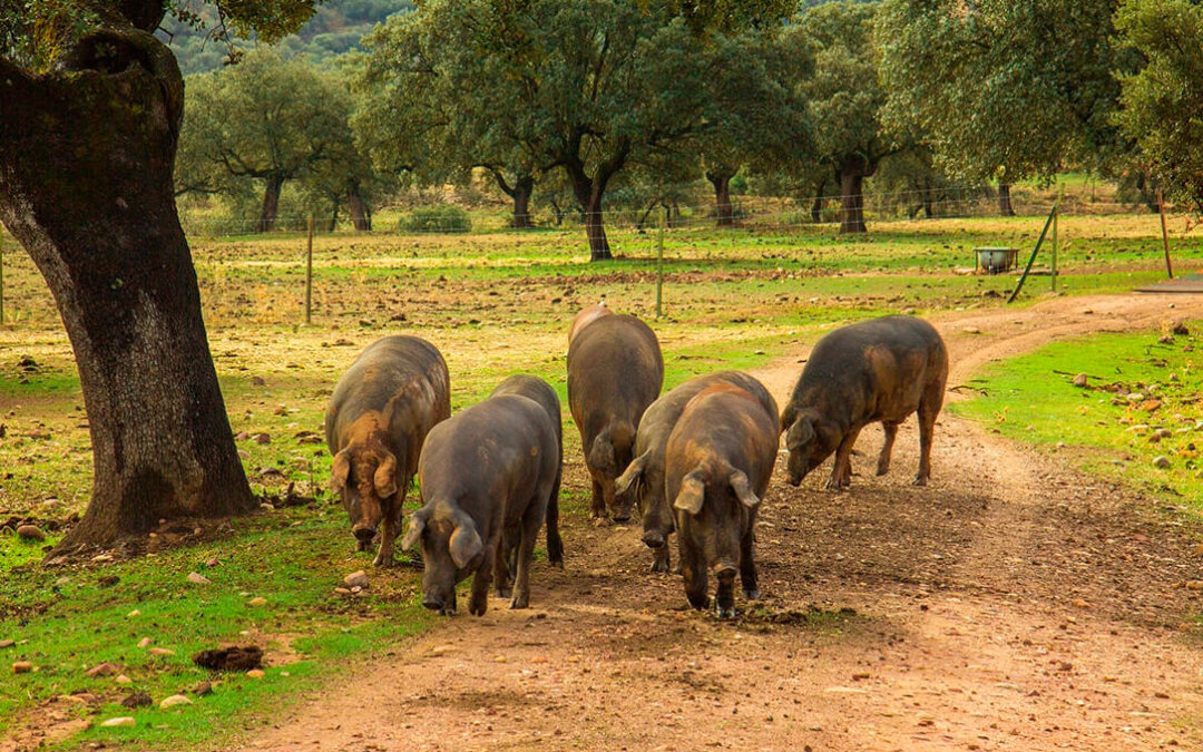Ayudas al porcino ibérico por el Covid: De los 10 millones prometidos solo se han repartido menos de 300.000€ en España