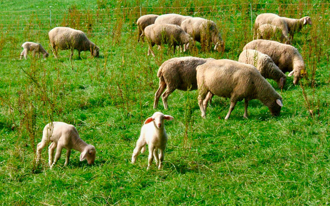 Ningún ganadero de ovino y caprino se quedará sin ayudas por los efectos del Covid en Castilla-La Mancha