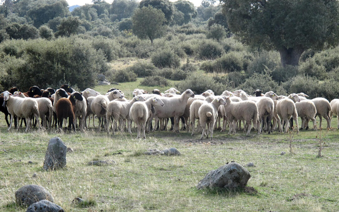 Más de 21 millones de euros para el ovino en Castilla y León, de las ayudas asociadas de la PAC y por las del Covid-19