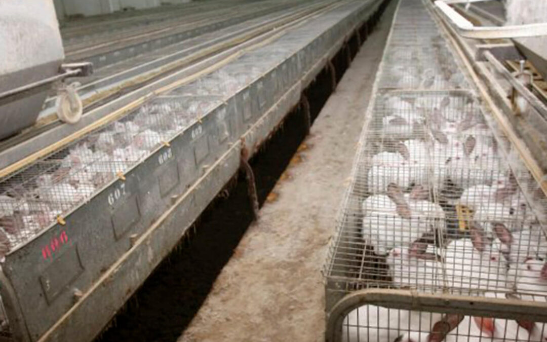 ENTREVISTA. Intercun: Al sector cunícola le espera «mucho trabajo para salir adelante y potenciar la carne de conejo»