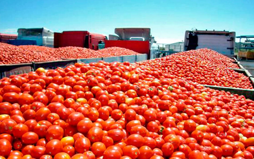 La CE tendrá que posicionarse por el posible fraude en la indicación de origen de productos hortofrutícolas marroquíes