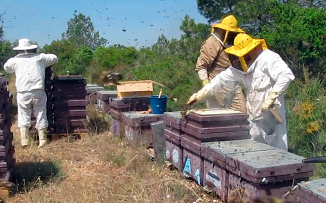 La Comunidad Valenciana se convierte por decreto en territorio hostil para las abejas con su Ley de Ganadería contra el sector apícola