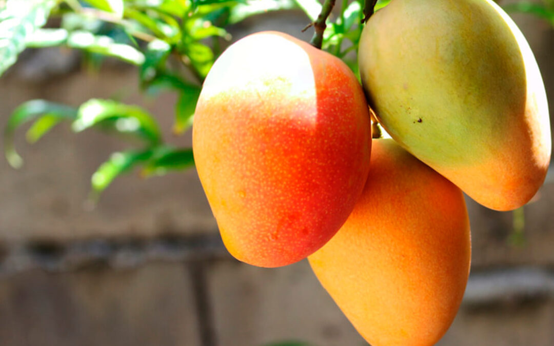 ¿Hacia dónde camina el consumo de mangos en Estados Unidos?