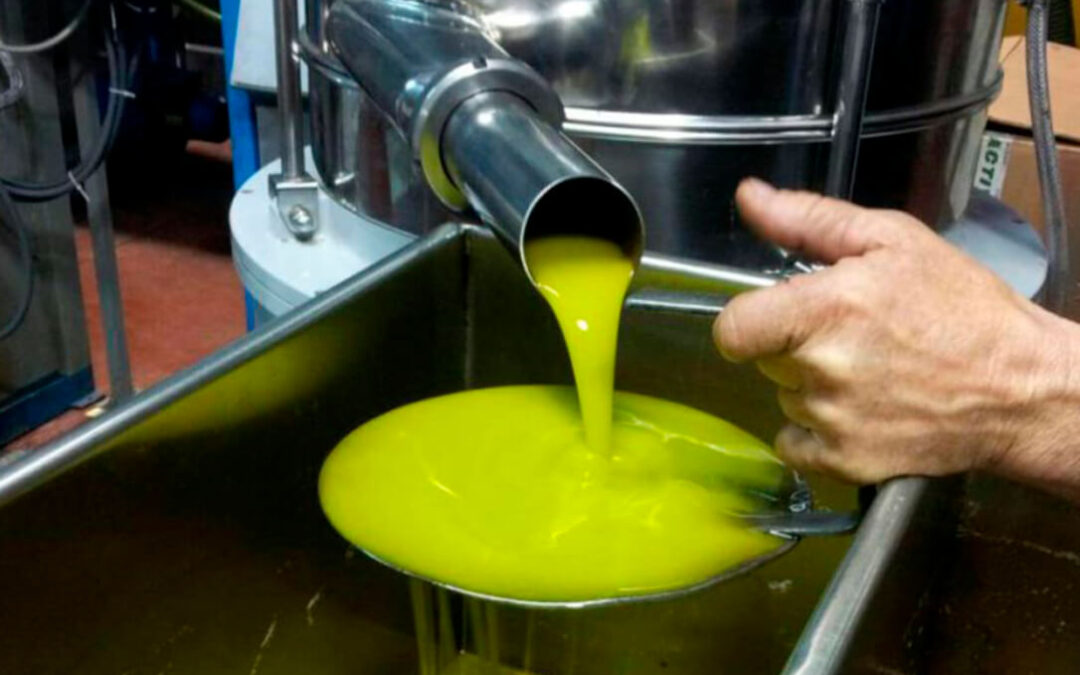 La IGP Aceite de Jaén aprueba las cuotas obligatorias para poder calificar aceite de oliva virgen extra