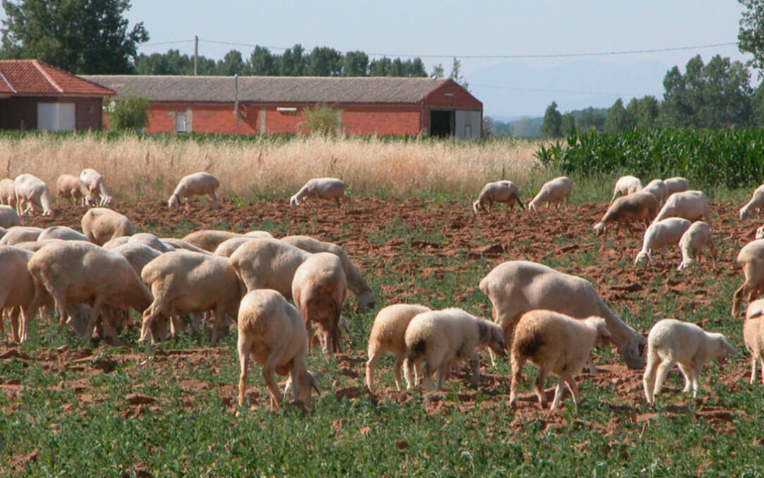 Castilla y León actualiza la normativa de hace 14 años en materia de identificación y registro del ovino y caprino