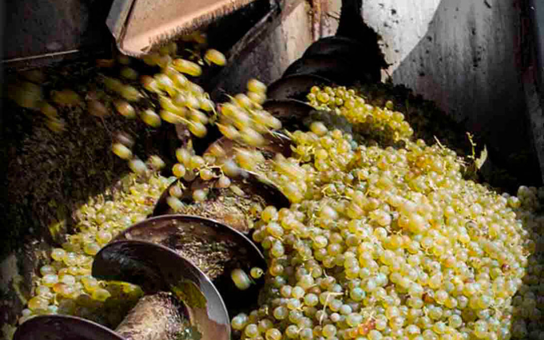 El vino es salud… y dinero: El sector vitivinícola español genera casi 24 mil millones anuales, un 2,2% del Valor Añadido Bruto nacional