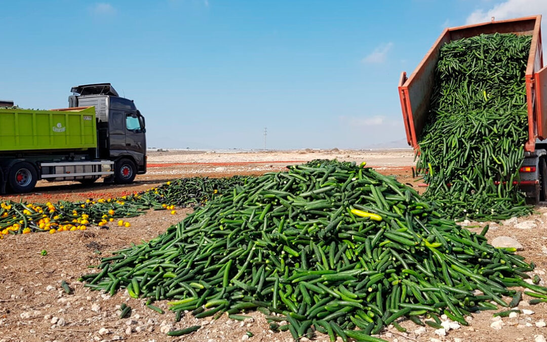 Para lo que pagan, mejor tirarlo: Entre entre 30.000 y 40.000 kilos de pepino y hortalizas a la calle ante los bajos precios