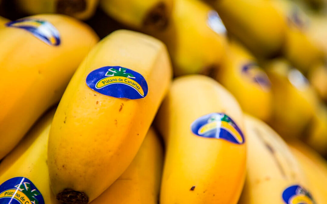 El Plátano de Canarias logra salvar al menos durante dos años sus fondos, que se mantendrán hasta 2022