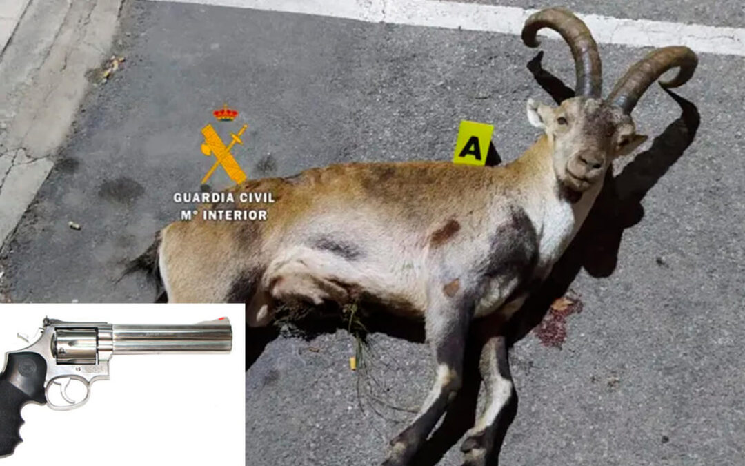Detenidos tres cazadores furtivos tras abatir a una cabra montés con un revólver manipulado para infligir más daño