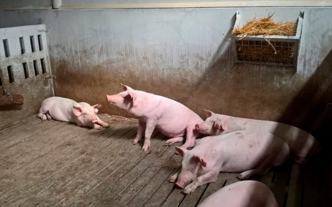 Alertan de un aumento de los robos en granjas porcinas tanto de animales como de distinto material