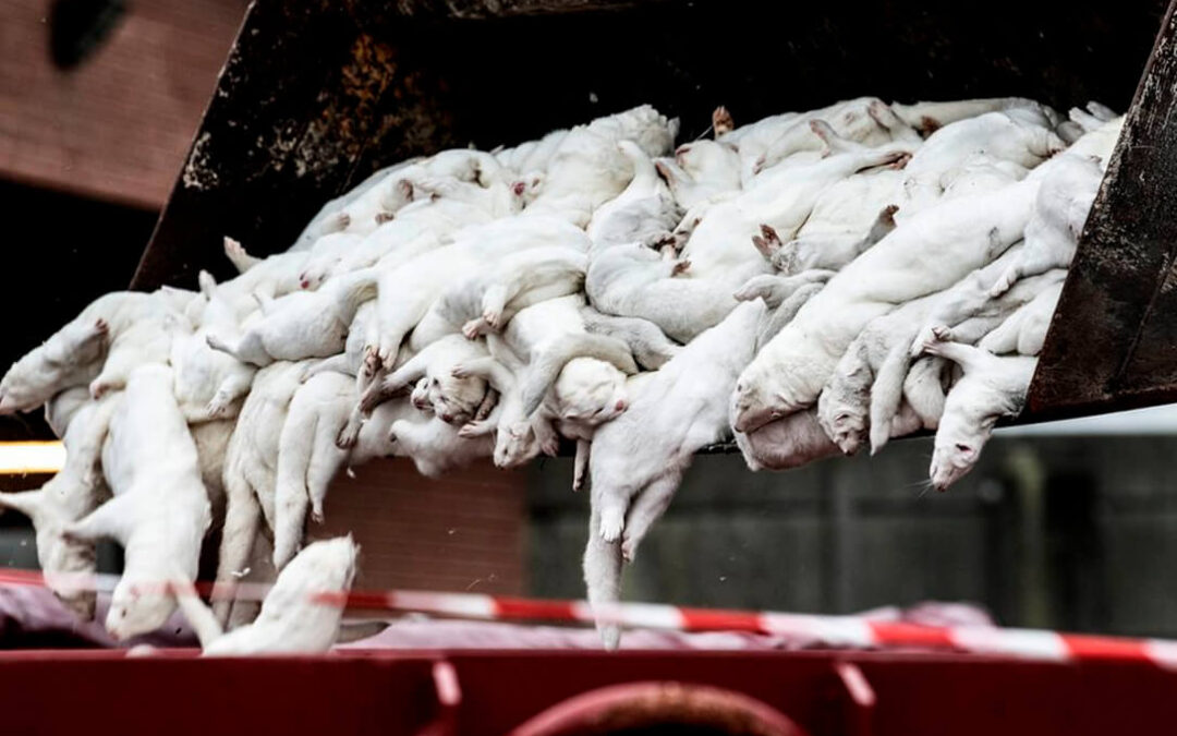 Francia sacrifica un millar de visones de una granja afectada por covid y en España los veterinarios piden prudencia