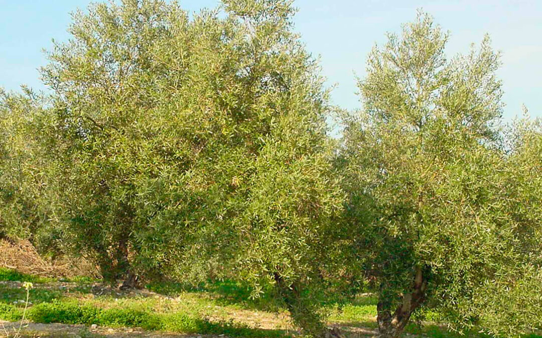 Infaoliva y Sohiscert firman un convenio para impulsar el aceite de oliva ecológico y la certificación de la producción