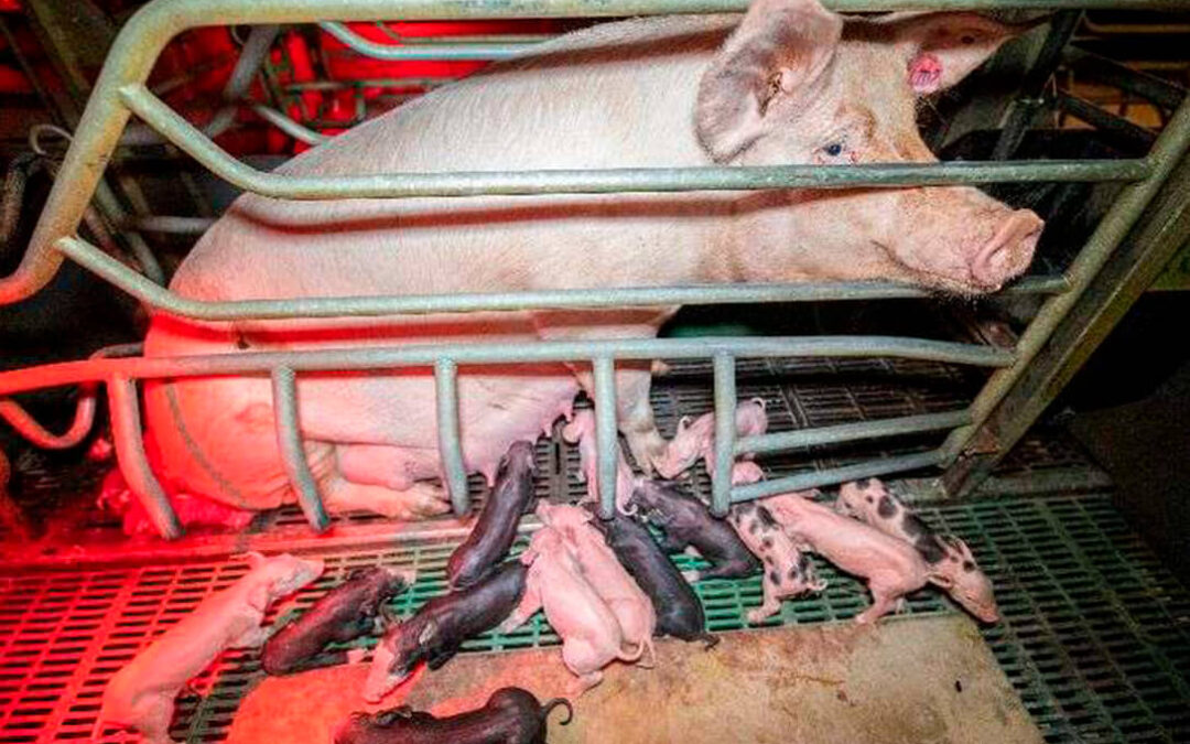 Una denuncia de una ONG francesa por maltrato a los animales en una granja de cerdos acaba salpicando a Casa Tarradellas