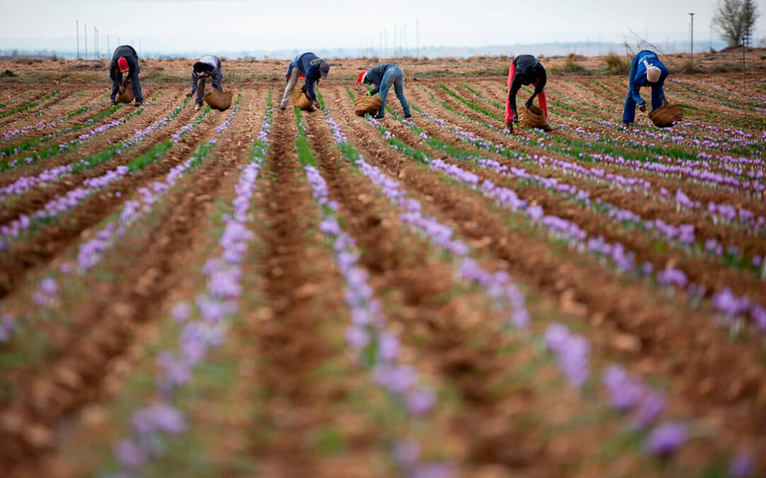 Sabor agridulce al finalizar la cosecha 2020 de la DOP Azafrán de La Mancha: Menos producción pero con una gran calidad