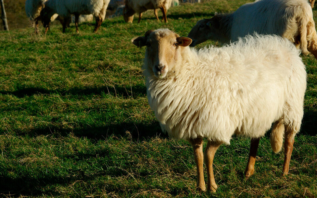 Nueva denuncia por los abusos en la compra de leche de oveja por la falta de controles a los gobiernos vasco y navarro
