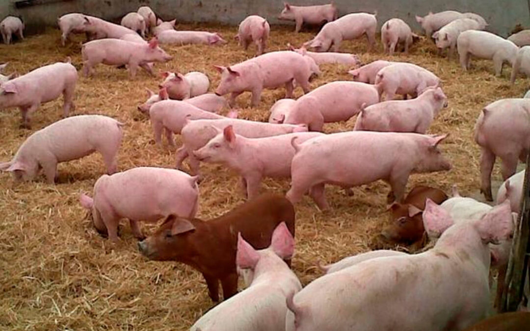 Las exportaciones españolas de porcino a China se duplican hasta septiembre con más de 900.000 toneladas