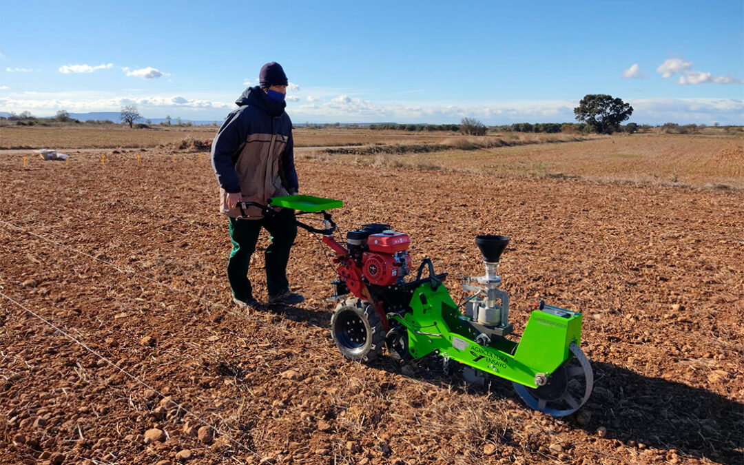 Red Arax presenta las primeras conclusiones sobre el cultivo del garbanzo en extensivo en Aragón con 1.240 kilos por hectárea