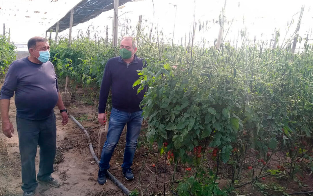 La llegada de las heladas provoca graves daños en cultivos de más de 100 hectáreas en zonas de Almería