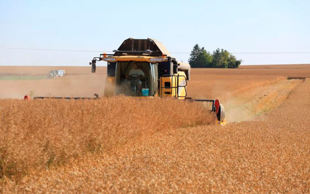 El año se cierra con una ligera tendencia al alza en los precios mayoristas de los cereales