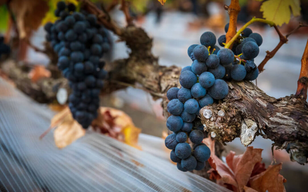 Los vinos de Gran Canaria cierran este año convulso con motivos para la esperanza