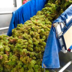 El sector no puede esperar más y pide la puesta en marcha de medidas extraordinarias de mercado para el vino de forma inminente 4 El sector no puede esperar más y pide la puesta en marcha de medidas extraordinarias de mercado para el vino de forma inminente 3