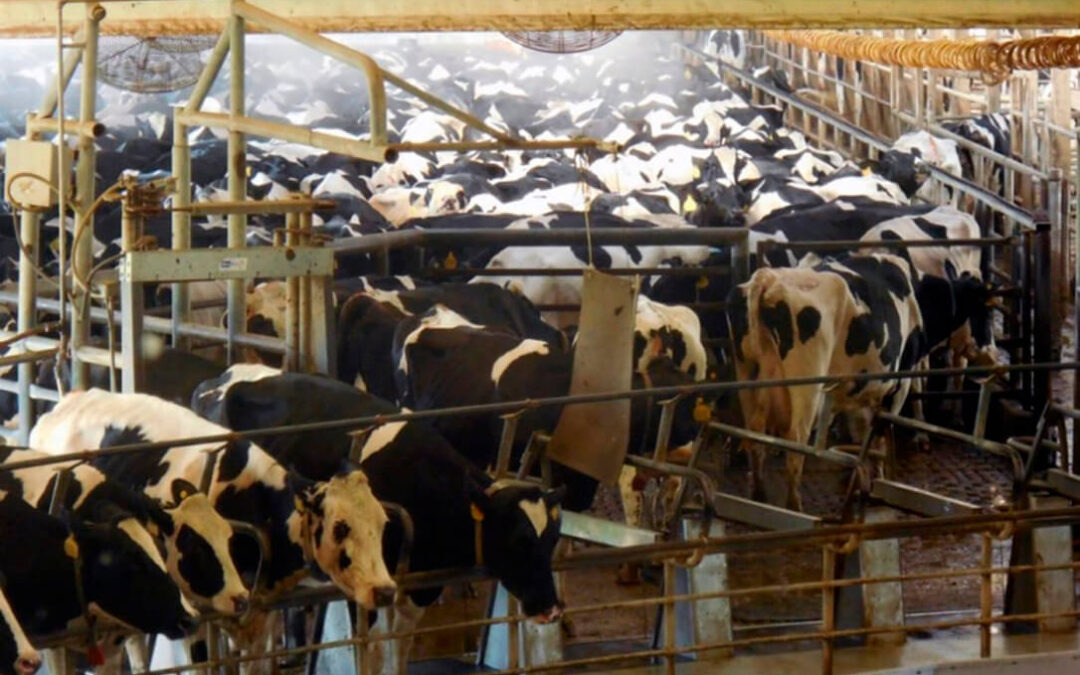 España contracorriente: Cierra la granja francesa de las mil vacas mientras que en Noviercas se impulsa una macrogranja con 20.000 vacas