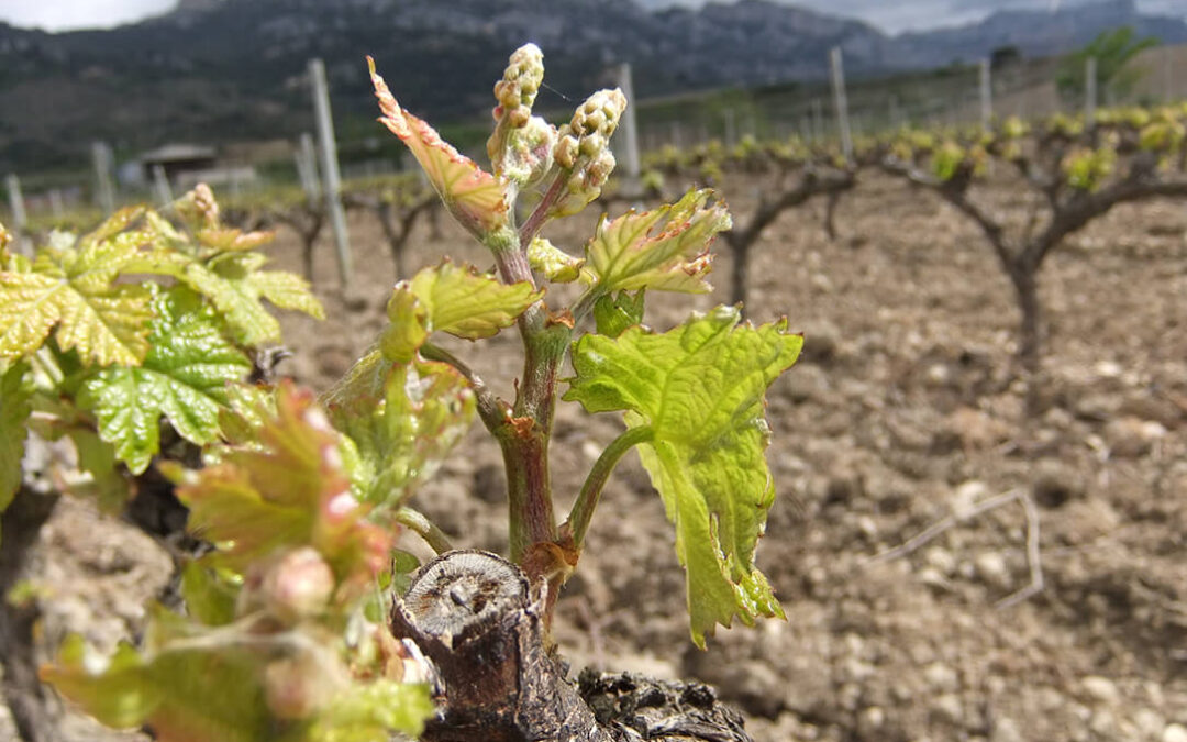 El Gobierno autoriza 945 hectáreas de nuevas plantaciones de viñedo en las DO Rioja, Txacolí y Ribera del Duero