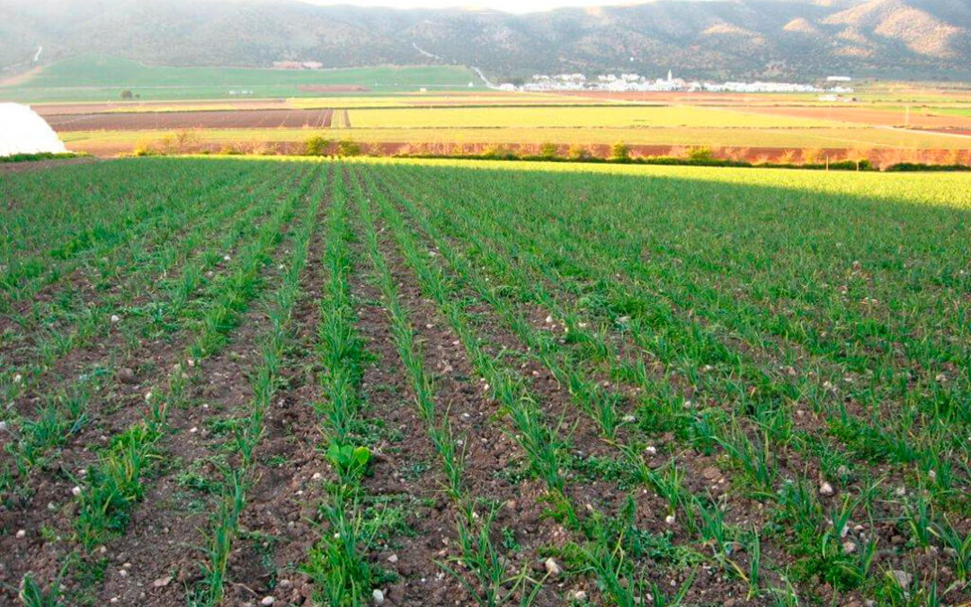 Andalucía amplía el plazo inicial hasta el 4 de febrero para la solicitud de las ayudas para modernizar explotaciones agrarias