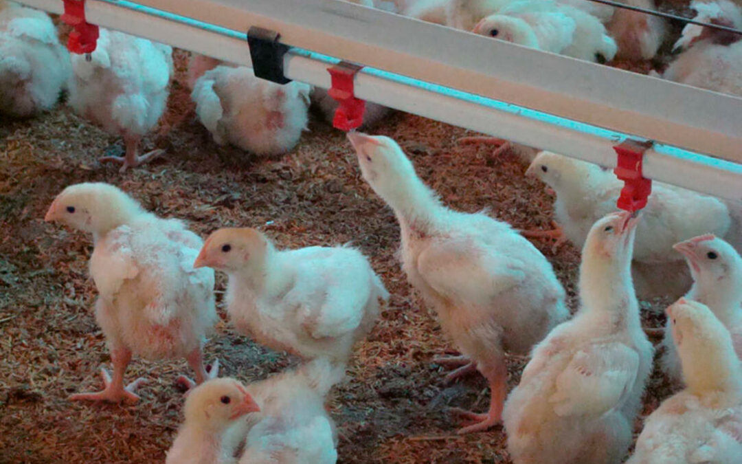 Los productores de pollo llegan “desplumados” a la Navidad: Los precios en origen han caído un 70%
