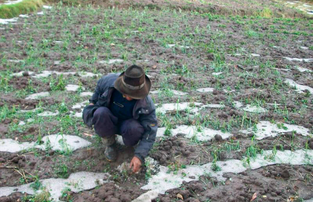 El Gobierno autoriza la subvención de los recargos por siniestralidad en el seguro agrario