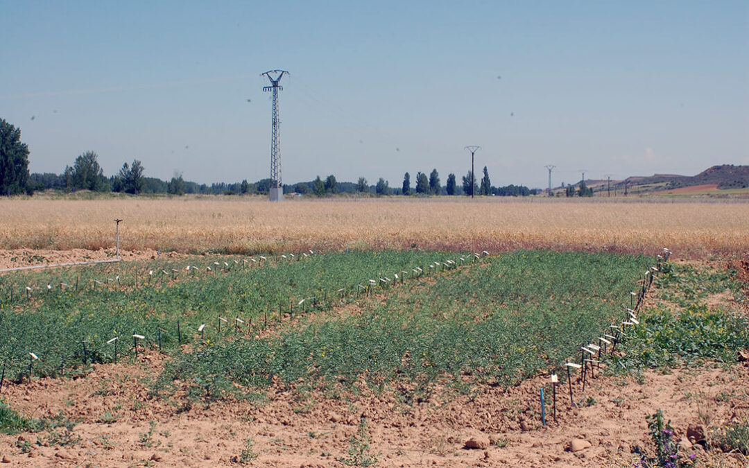 Los agricultores valencianos dejan de cultivar en 2020 una superficie equivalente a cinco campos de fútbol al día