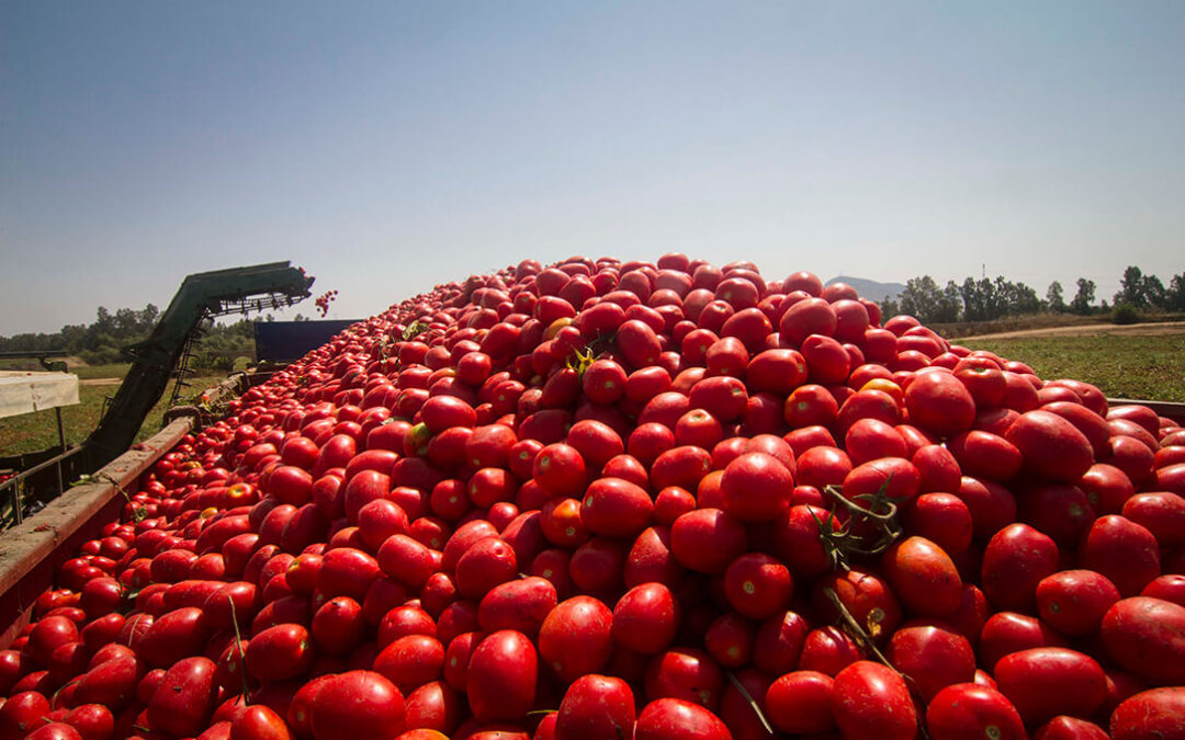 Se denunciará a las empresas que pagen cualquier precio por debajo de los 90,10 € por tonelada en el tomate transformado