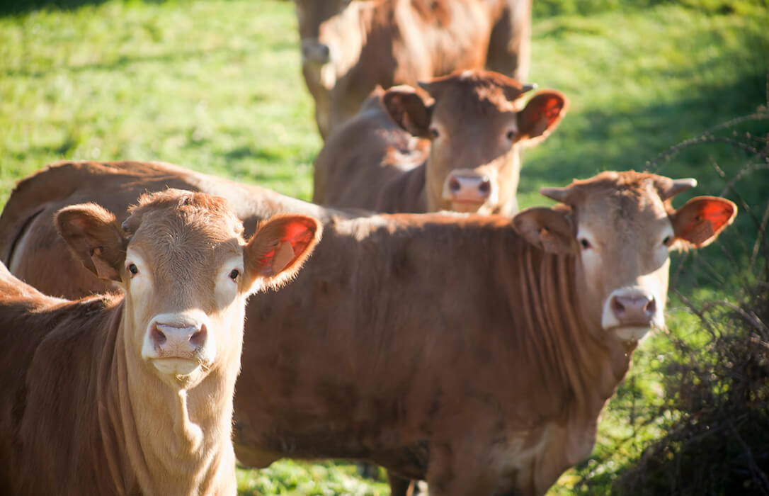 They warn of the perfect storm in beef, with prices that remain extremely low