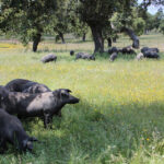 Estudian el contagio de tuberculosis animal entre cerdos y distintos animales salvajes en las dehesas 1
