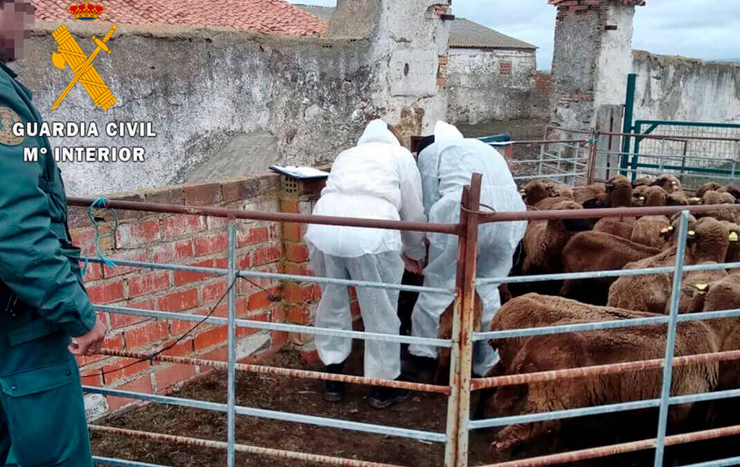 La nueva ley de Bienestar Animal de Cantabria sancionará el abandono animal con hasta 60.000 euros