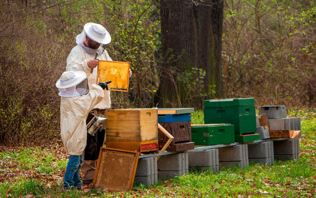 El papel del apicultor profesional y la detección temprana de enfermedades, primordial para el sector a nivel internacional
