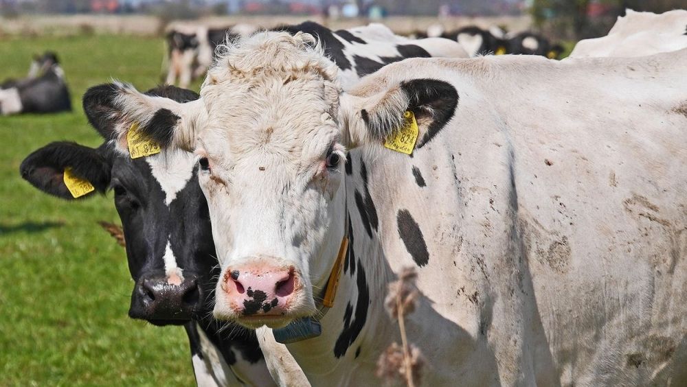 España detecta un nuevo caso de vaca loca de cepa atípica tras casi dos años sin notificar ninguno