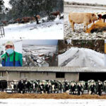 Cobadu y AENOR firman un acuerdo para impulsar el compromiso con el Bienestar Animal en las granjas de sus más de 10.500 socios 4 Cobadu y AENOR firman un acuerdo para impulsar el compromiso con el Bienestar Animal en las granjas de sus más de 10.500 socios 3