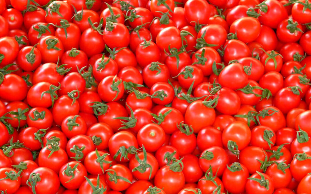 La industria intenta cerrar contratos de tomate «muy por debajo» de su precio: Piden no firmar por debajo de 90 euros/Tm