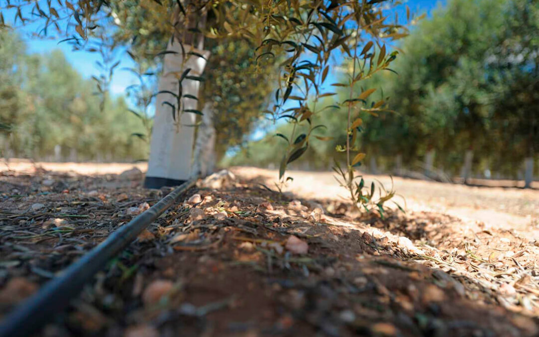 Acuerdo entre dos comunidades de regantes de Alcalá la Real para regar 900 hectáreas de olivar con aguas regeneradas