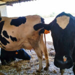 El sector vacuno andaluz denuncia la situación crítica de las explotaciones lecheras de Andalucía ante la presión de la industria 4 El sector vacuno andaluz denuncia la situación crítica de las explotaciones lecheras de Andalucía ante la presión de la industria 3