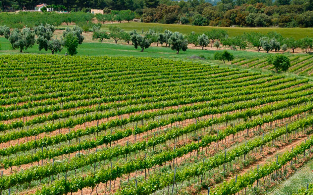 El sector vitivinícola frena la despoblación: incrementa la población en los pequeños municipios rurales un 36% en 20 años