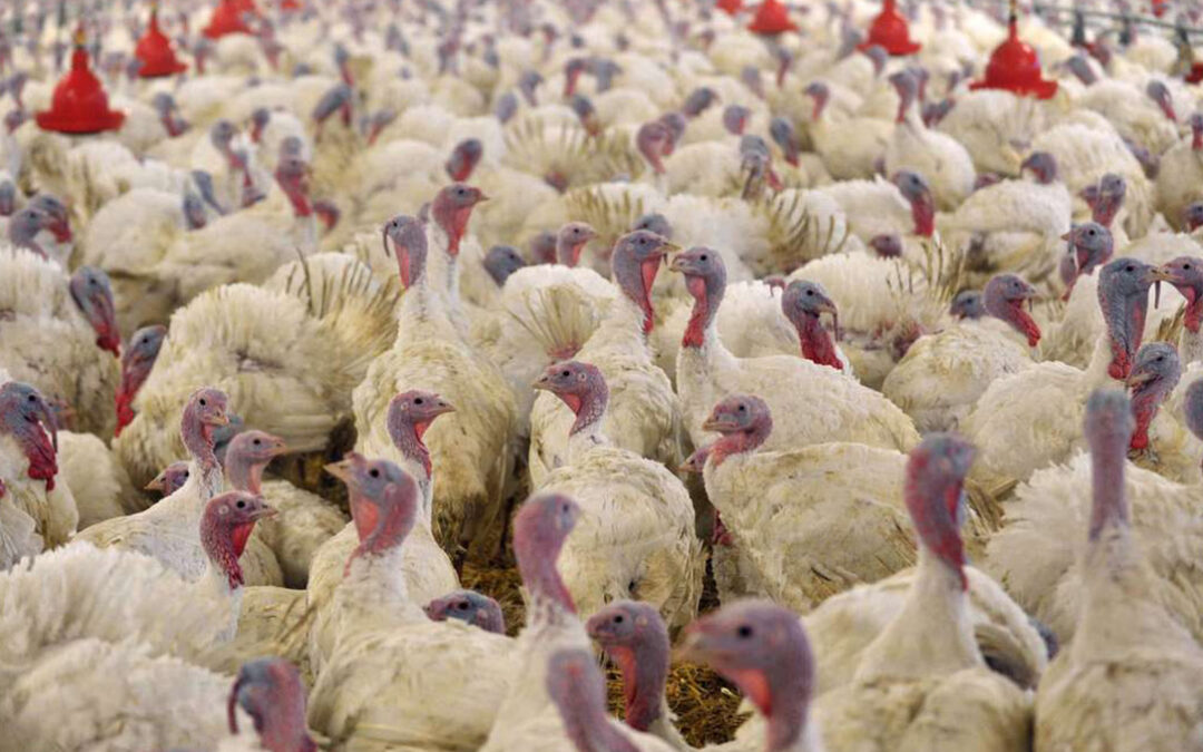 El Gobierno refuerza las medidas bioseguridad para evitar la influenza aviar en España