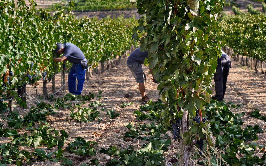 Alegaciones para la cosecha en verde: Que haya un presupuesto propio y permitir la vendimia parcial en los viñedos